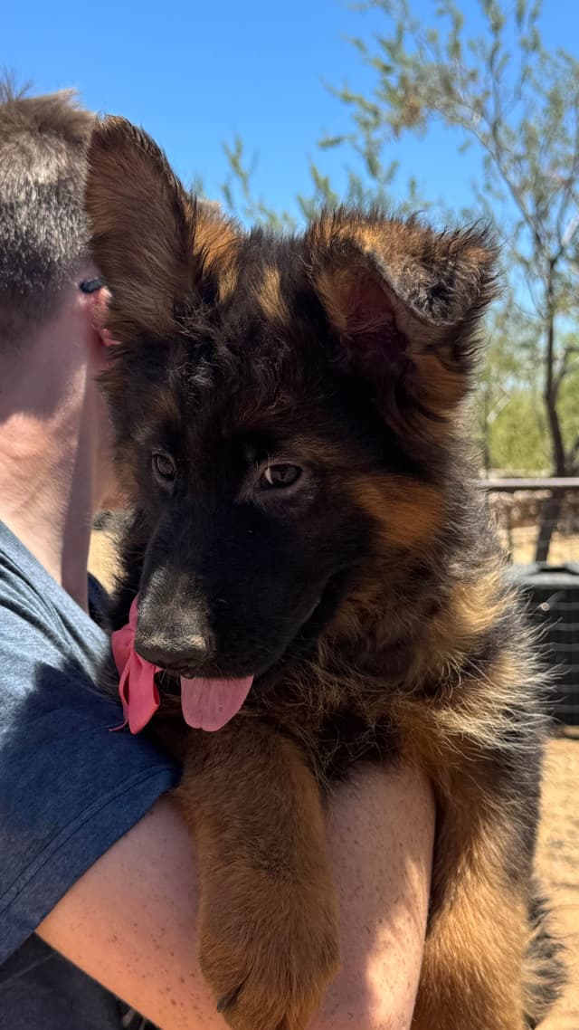 German Shepherd Dog Long coat FEMALE Puppy AVAILABLE media 14