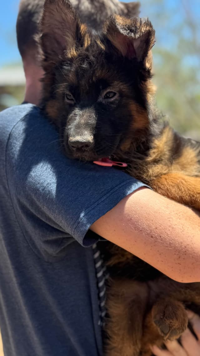 German Shepherd Dog Long coat FEMALE Puppy AVAILABLE media 15