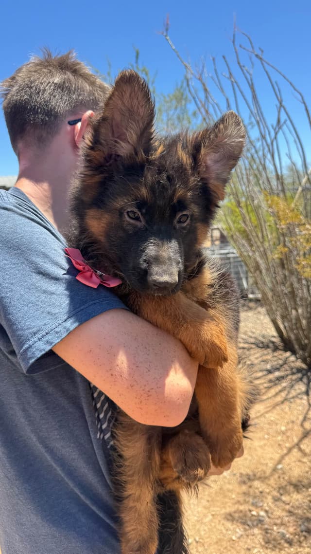 German Shepherd Dog Long coat FEMALE Puppy AVAILABLE media 17
