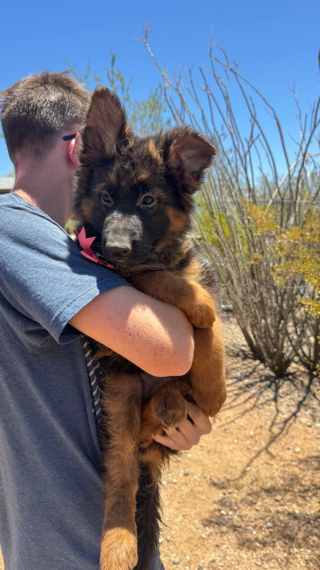 German Shepherd Dog Long coat FEMALE Puppy AVAILABLE media 16