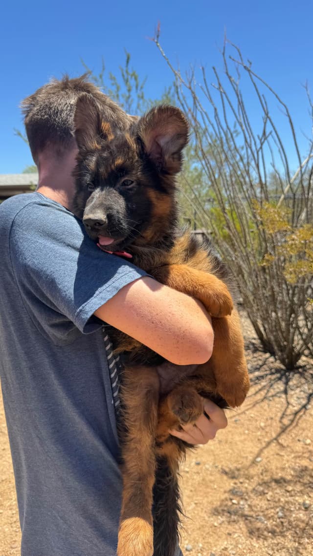 German Shepherd Dog Long coat FEMALE Puppy AVAILABLE media 18