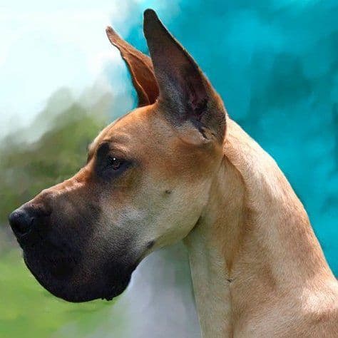Great Dane Puppies breeder image 1