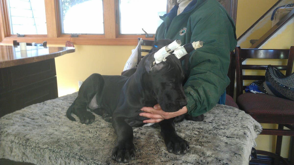 Great Dane Puppies breeder image 2