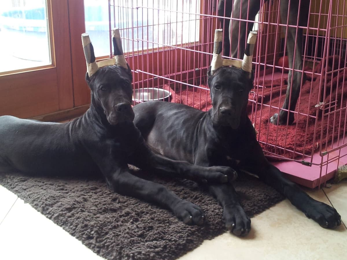 Great Dane Puppies breeder image 3