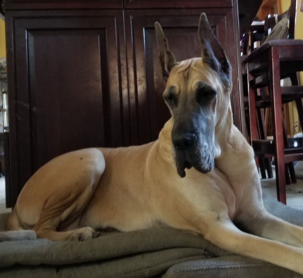 Great Dane Puppies breeder image 4