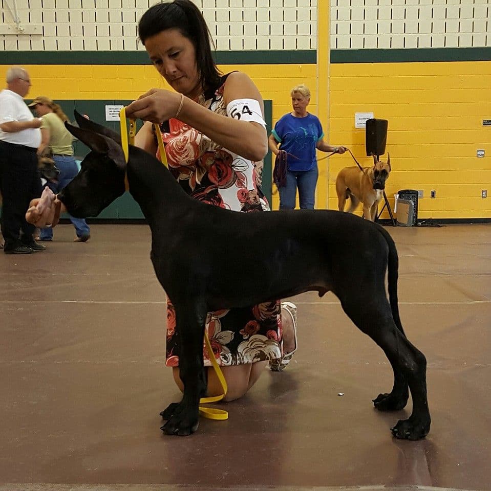 Great Dane Puppies breeder image 5
