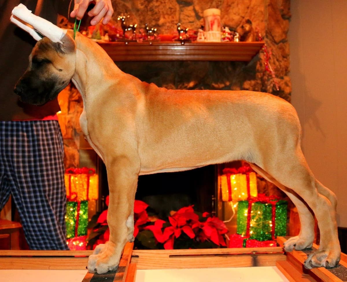 Great Dane Puppies breeder image 6