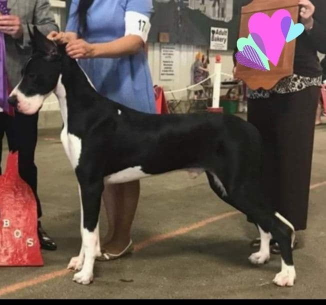 Great Dane Puppies breeder image 7