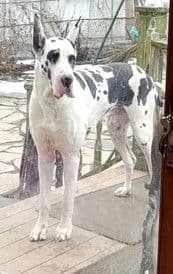 Great Dane Puppies breeder image 9
