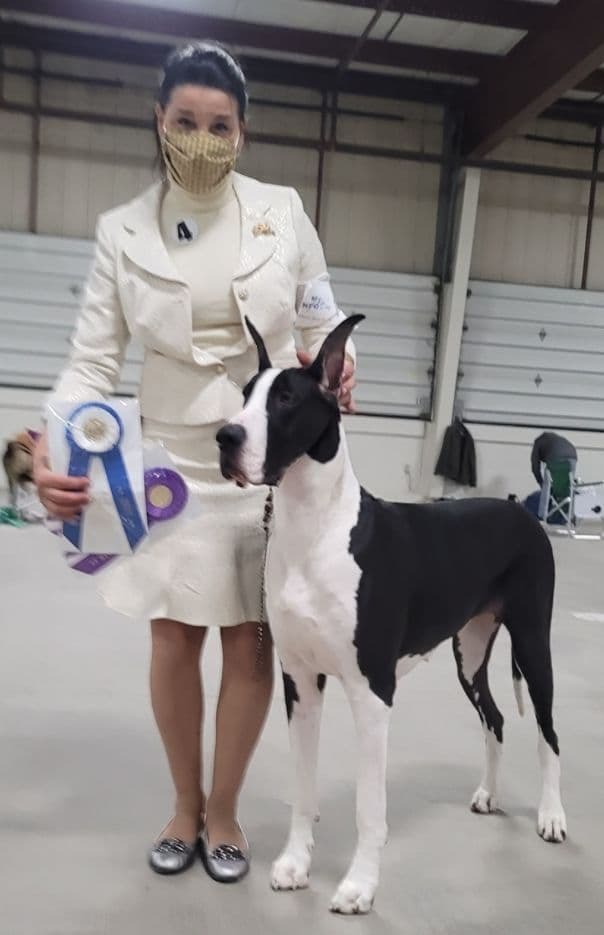 Great Dane Puppies breeder image 11