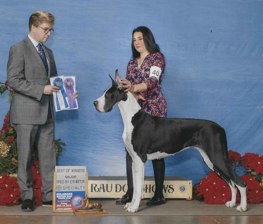 Great Dane Puppies breeder image 12