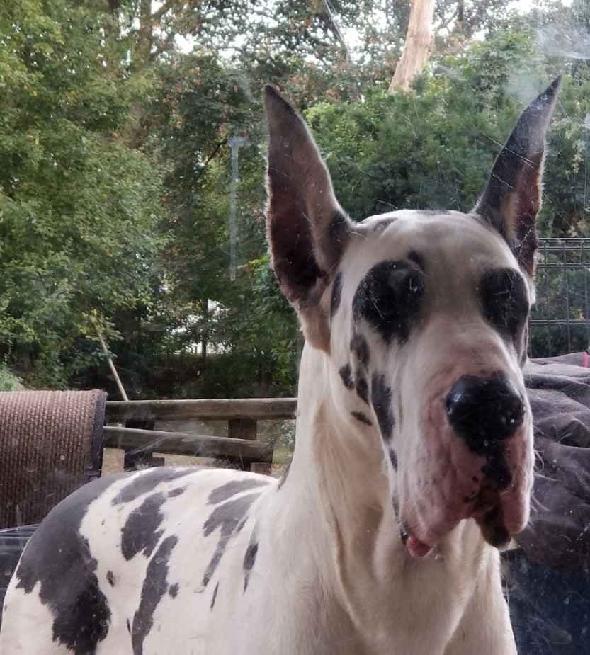 Great Dane Puppies breeder image 10