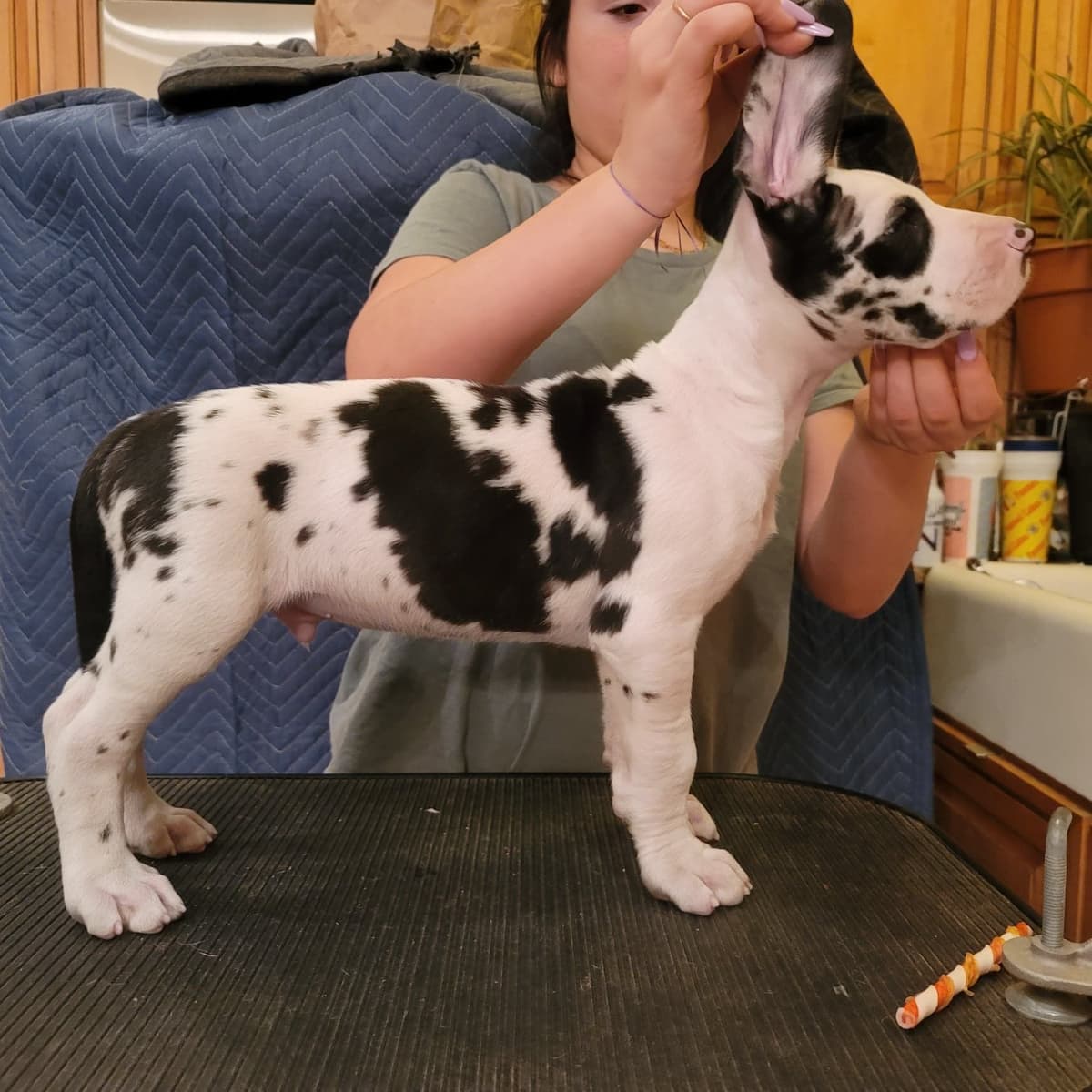 Great Dane Puppies breeder image 13