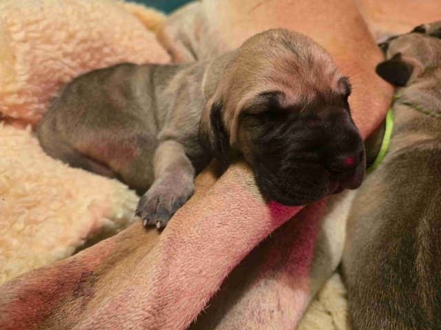 Great Dane Puppies media 2