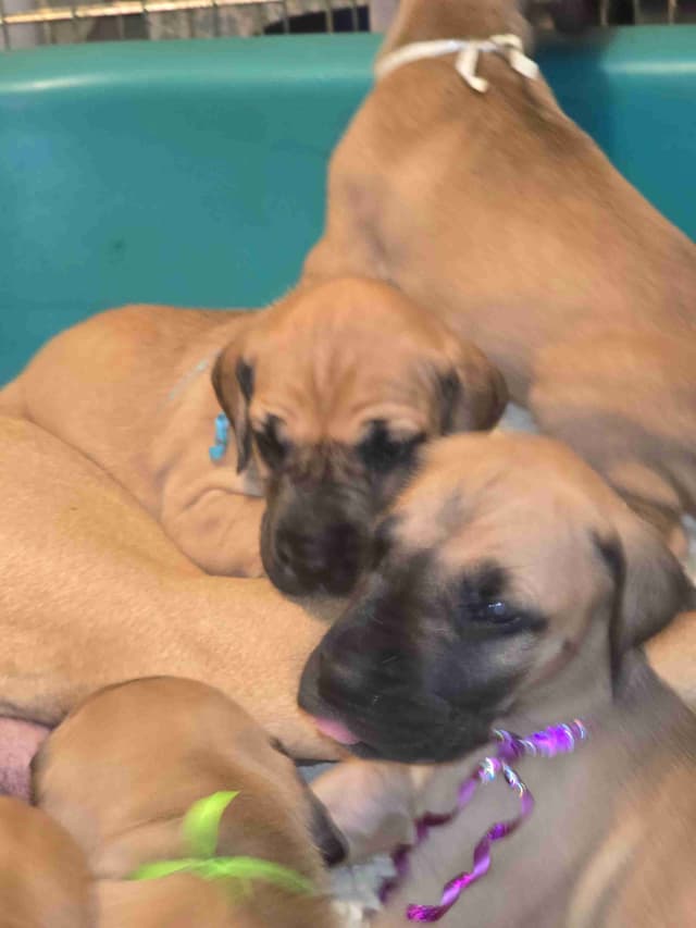 Great Dane Puppies media 3