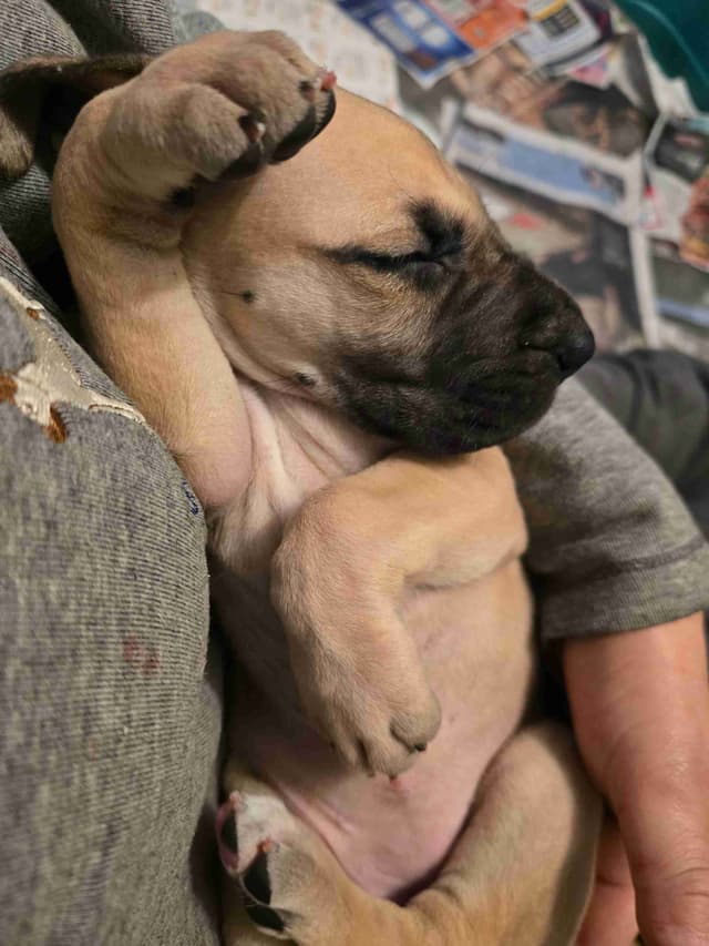 Great Dane Puppies media 4
