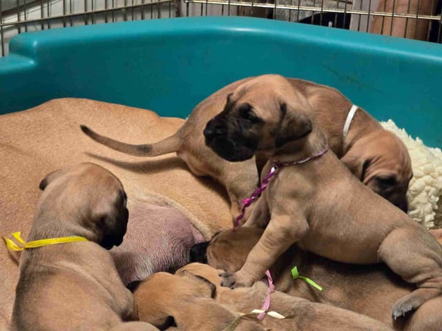 Great Dane Puppies media 5