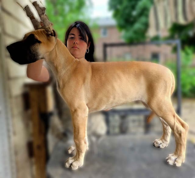 Great Dane Puppies media 7