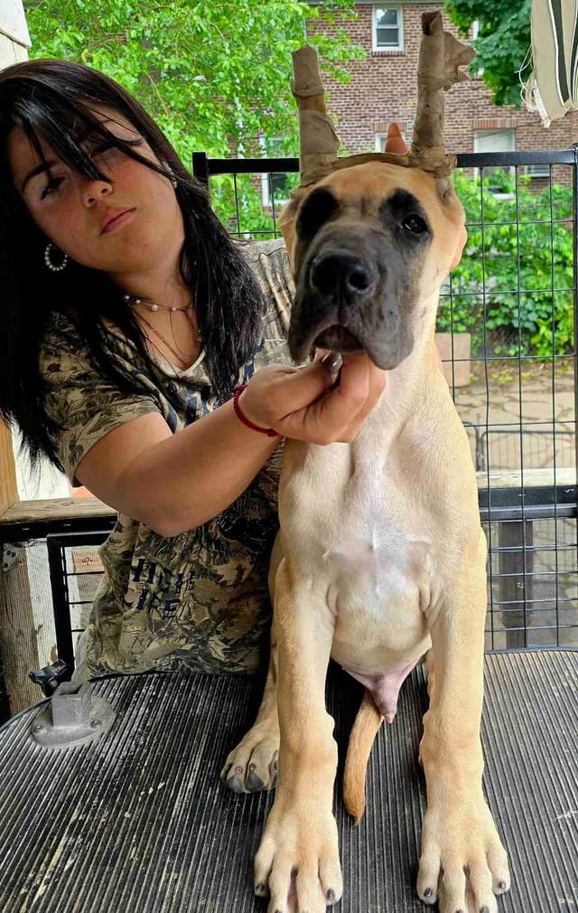 Great Dane Puppies media 6