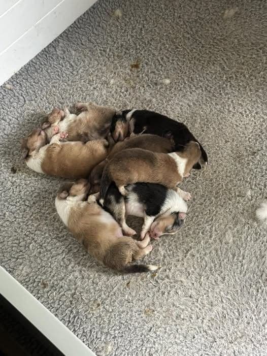 Collie Puppies media 3