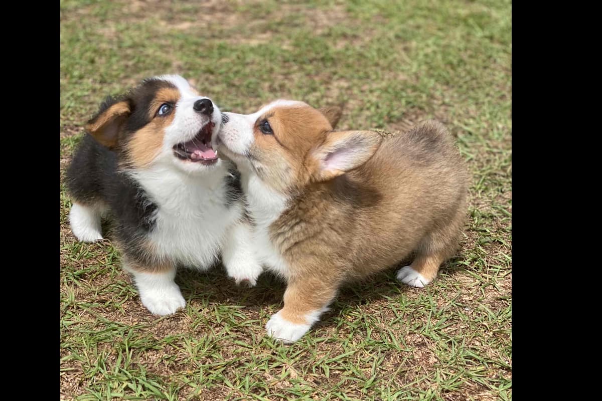 Pembroke Welsh Corgi Puppies breeder image 1