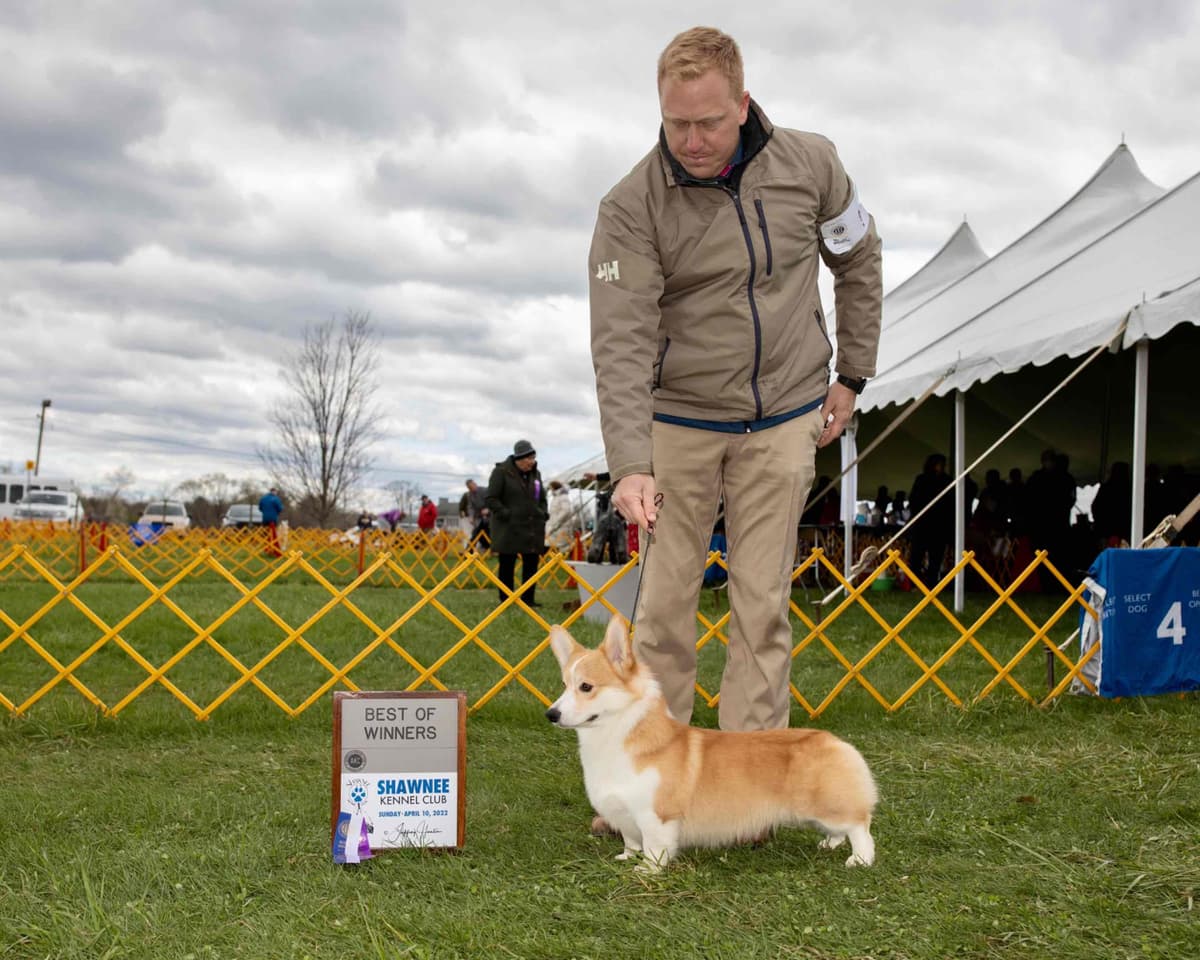 Pembroke Welsh Corgi Puppies breeder image 2