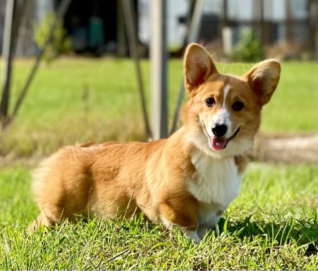 Pembroke Welsh Corgi Puppies media 5