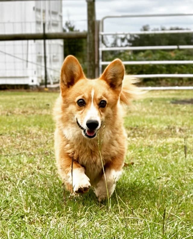 Pembroke Welsh Corgi Puppies media 6