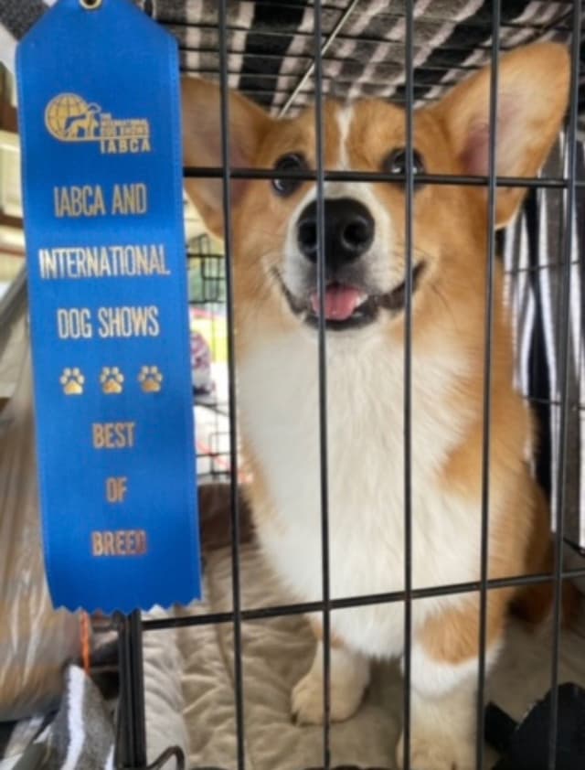Pembroke Welsh Corgi Puppies media 7