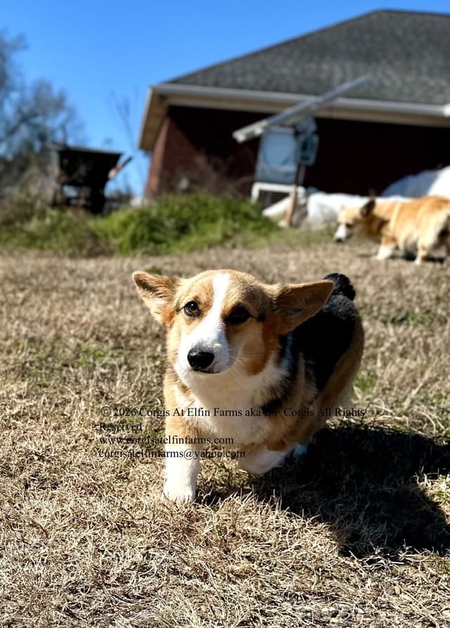 Pembroke Welsh Corgi Puppies media 8