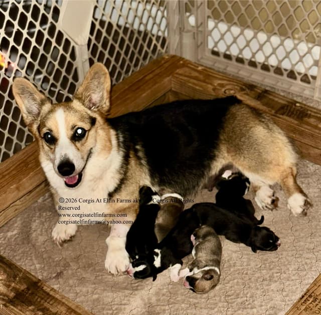Pembroke Welsh Corgi Puppies media 9