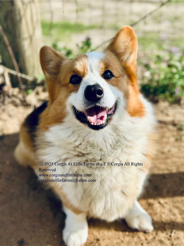 Pembroke Welsh Corgi Puppies media 2