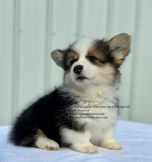 Pembroke Welsh Corgi Puppies media 2