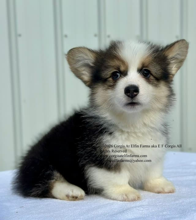 Pembroke Welsh Corgi Puppies media 3
