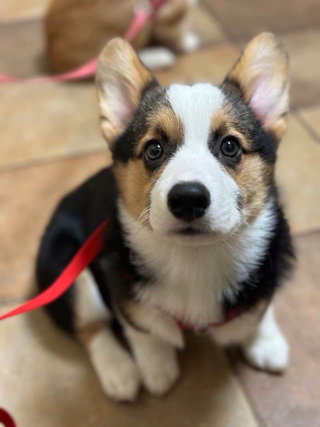Pembroke Welsh Corgi Puppies media 3