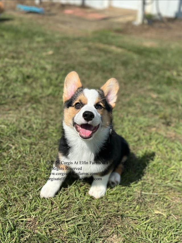 Pembroke Welsh Corgi Puppies media 4