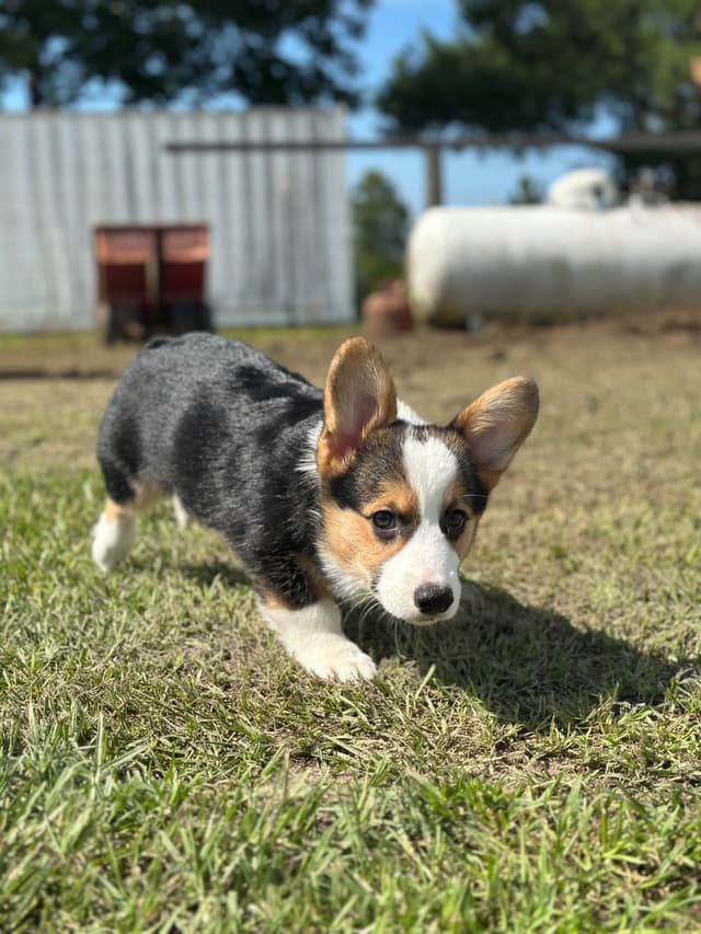 Pembroke Welsh Corgi Puppies media 6