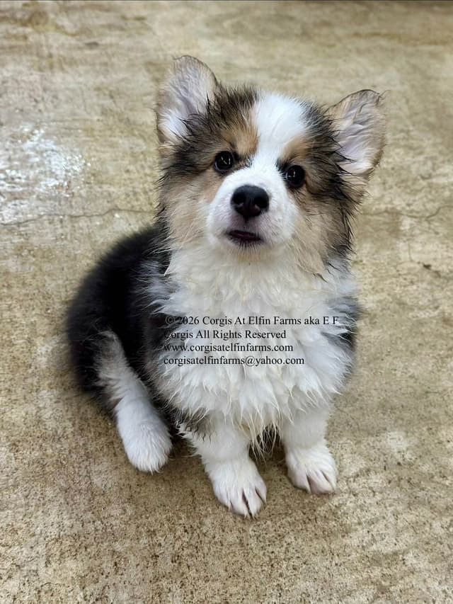 Pembroke Welsh Corgi Puppies media 6