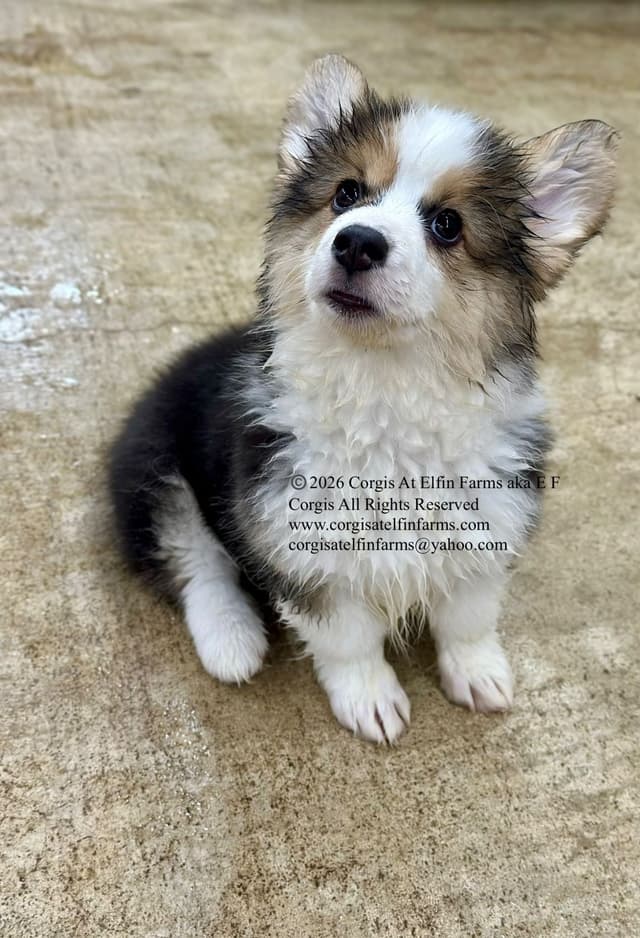 Pembroke Welsh Corgi Puppies media 7