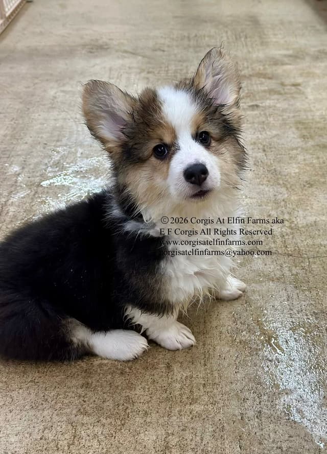 Pembroke Welsh Corgi Puppies media 9