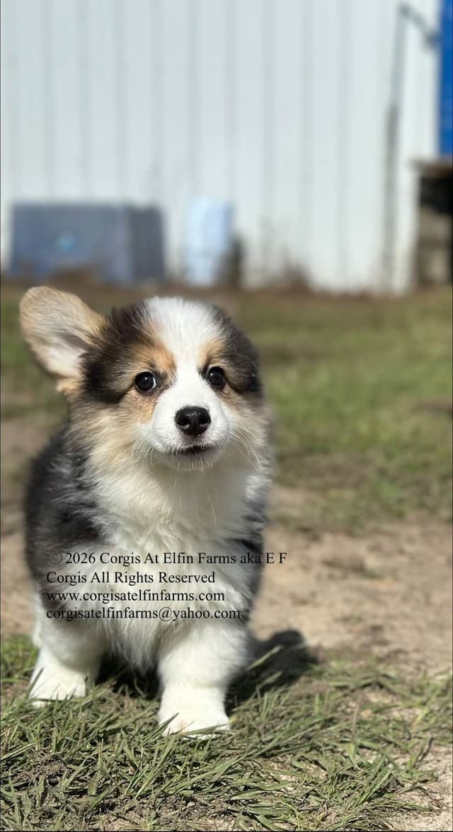 Pembroke Welsh Corgi Puppies media 10
