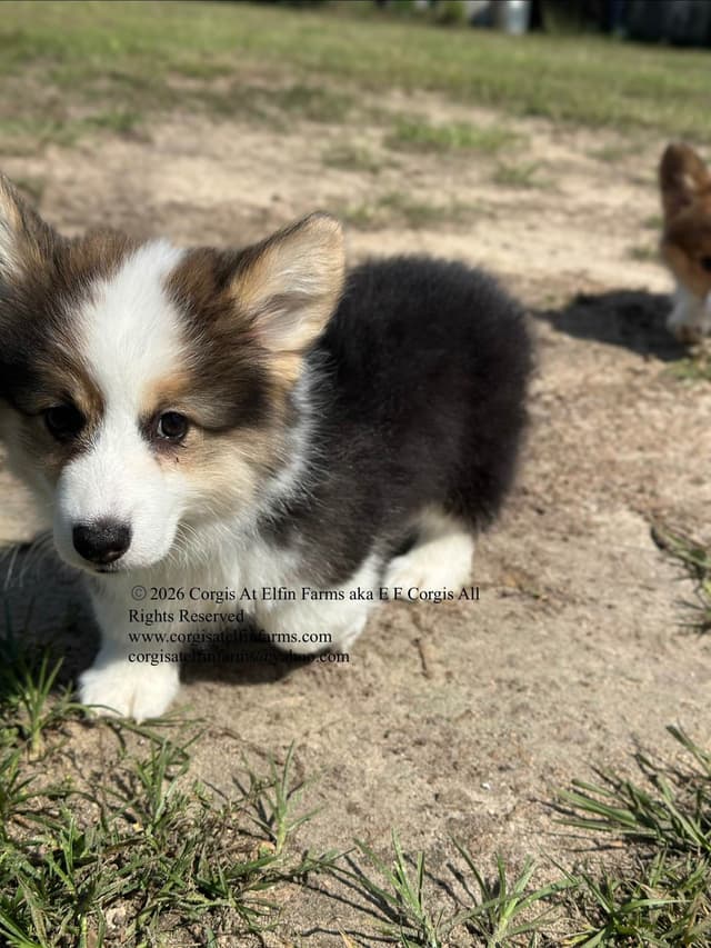 Pembroke Welsh Corgi Puppies media 11