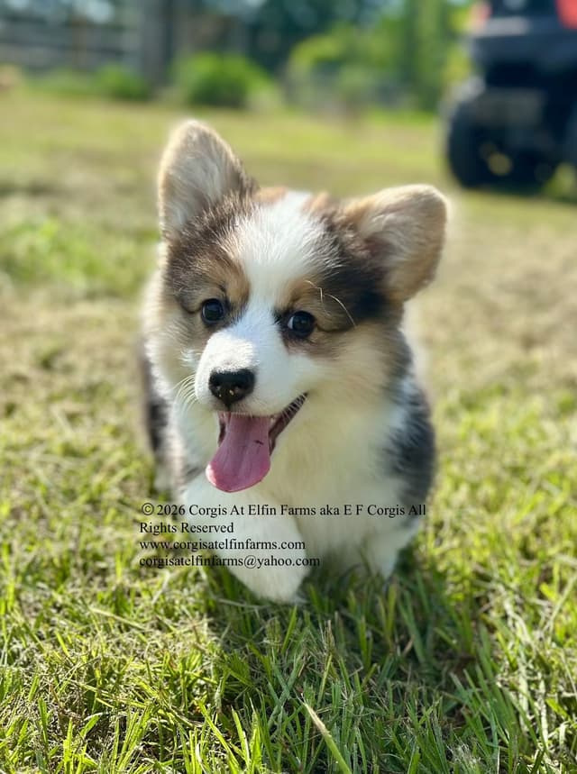 Pembroke Welsh Corgi Puppies media 12