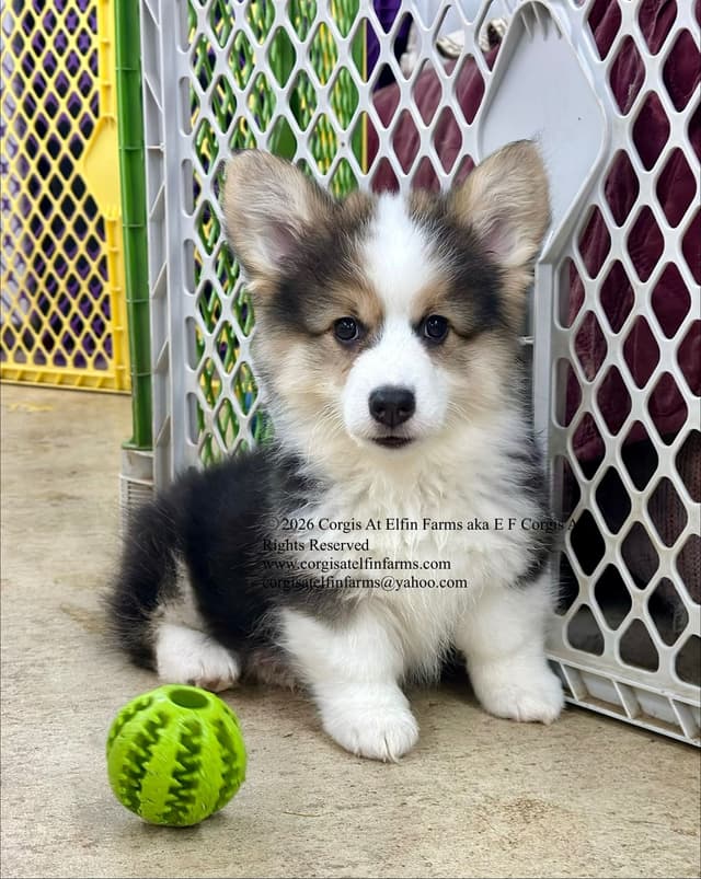Pembroke Welsh Corgi Puppies media 13