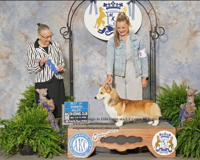 Pembroke Welsh Corgi Puppies media 14