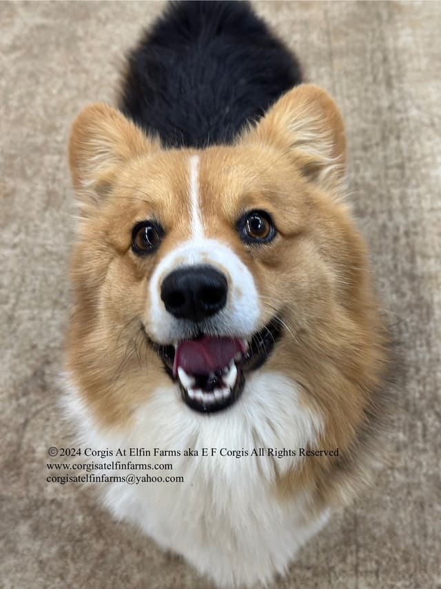 Pembroke Welsh Corgi Puppies media 15