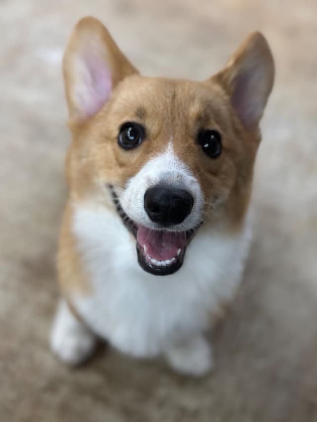 Pembroke Welsh Corgi Puppies media 2
