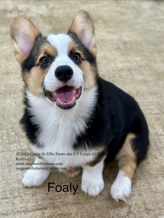 Pembroke Welsh Corgi Puppies media 7