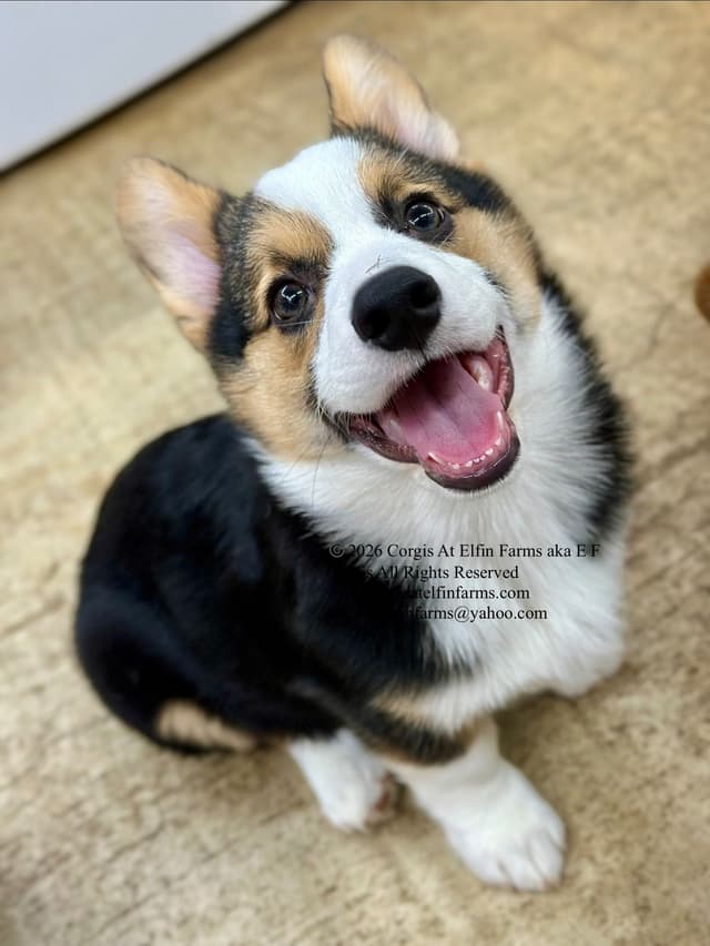 Pembroke Welsh Corgi Puppies media 8