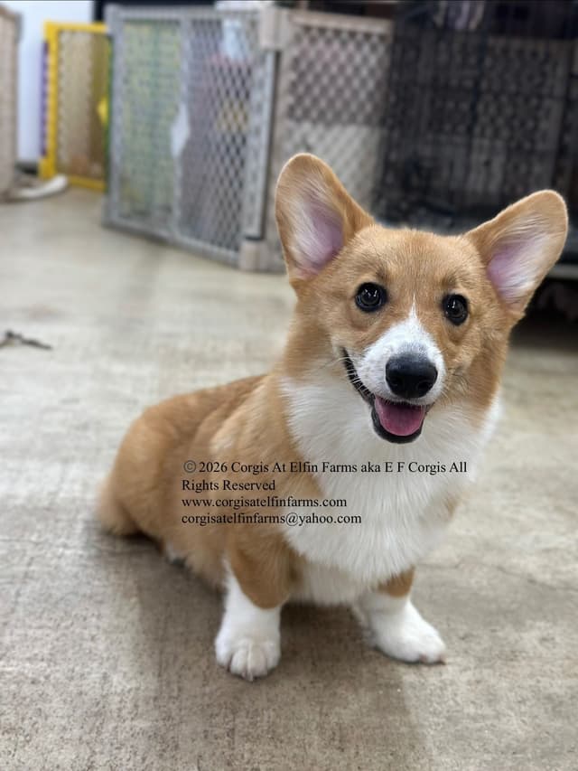 Pembroke Welsh Corgi Puppies media 3